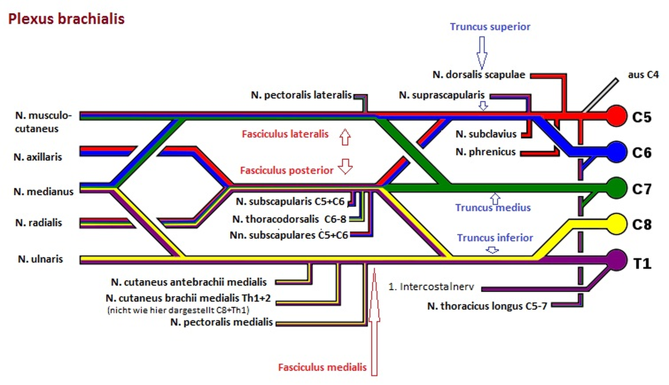 ... der Plexus brachialis im Vergleich geradezu simpel aufgebaut ist und zwei Plexus (einer je Seite) von einer einzelnen Person bedient werden können.